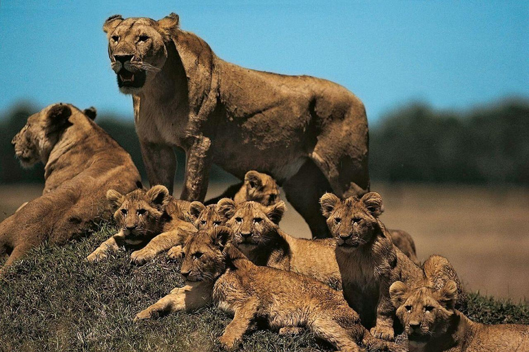 Nairobi: 3-Day epic trip to Maasai Mara Reserve with meals 3 days, 2 nights private safari to Mara in a tourist VAN