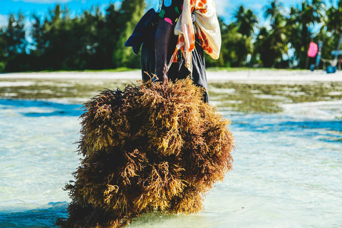 Zanzibar: A 1000 Hands Village Tour with Turtle or seaweed