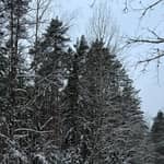 Tallinn: avventura su slitta trainata da husky con trasferimento