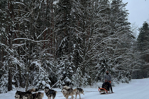 Tallinn: Husky Dog Sledding Adventure with Transfer