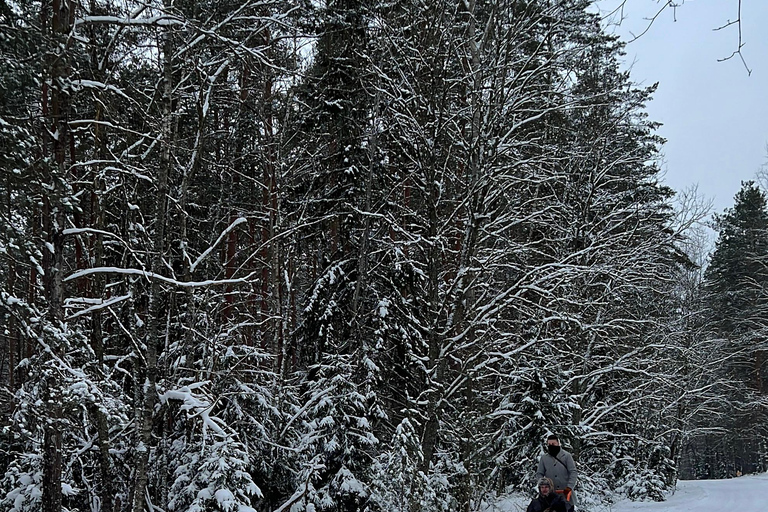Tallinn: Husky Dog Sledding Adventure with Transfer
