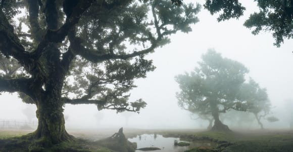 Funchal: PR13 Vereda do Fanal Hiking with Transfers