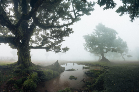 Funchal: Vereda do Fanal PR13 Hiking with Transfer & Guide