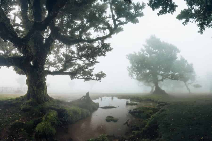 Funchal: Vereda do Fanal PR13 Wanderung mit Transfers. Foto: GetYourGuide