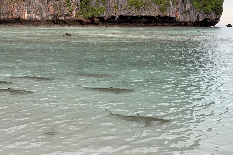 Phi Phi: First Group at Maya Bay, Avoid The Crowds Boat Tour [Full-Day] Maya Bay Speedboat Tour