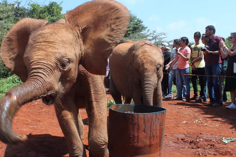 Nairobi: Karen Blixen, Elepant Orphanage & Girraffe Centre.