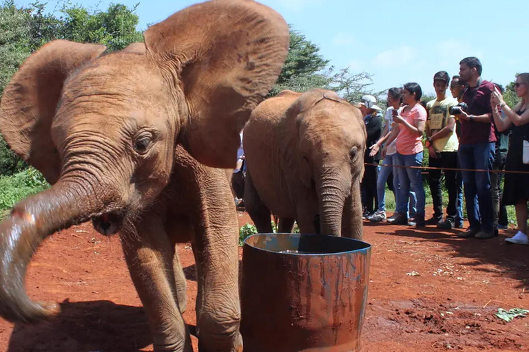 Nairobi: Karen Blixen, Elepant Orphanage & Girraffe Centre.