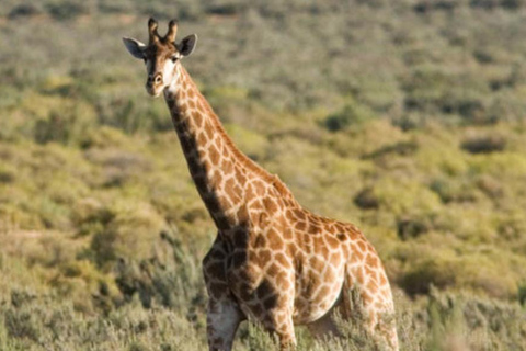 Safari d'une journée au Cap