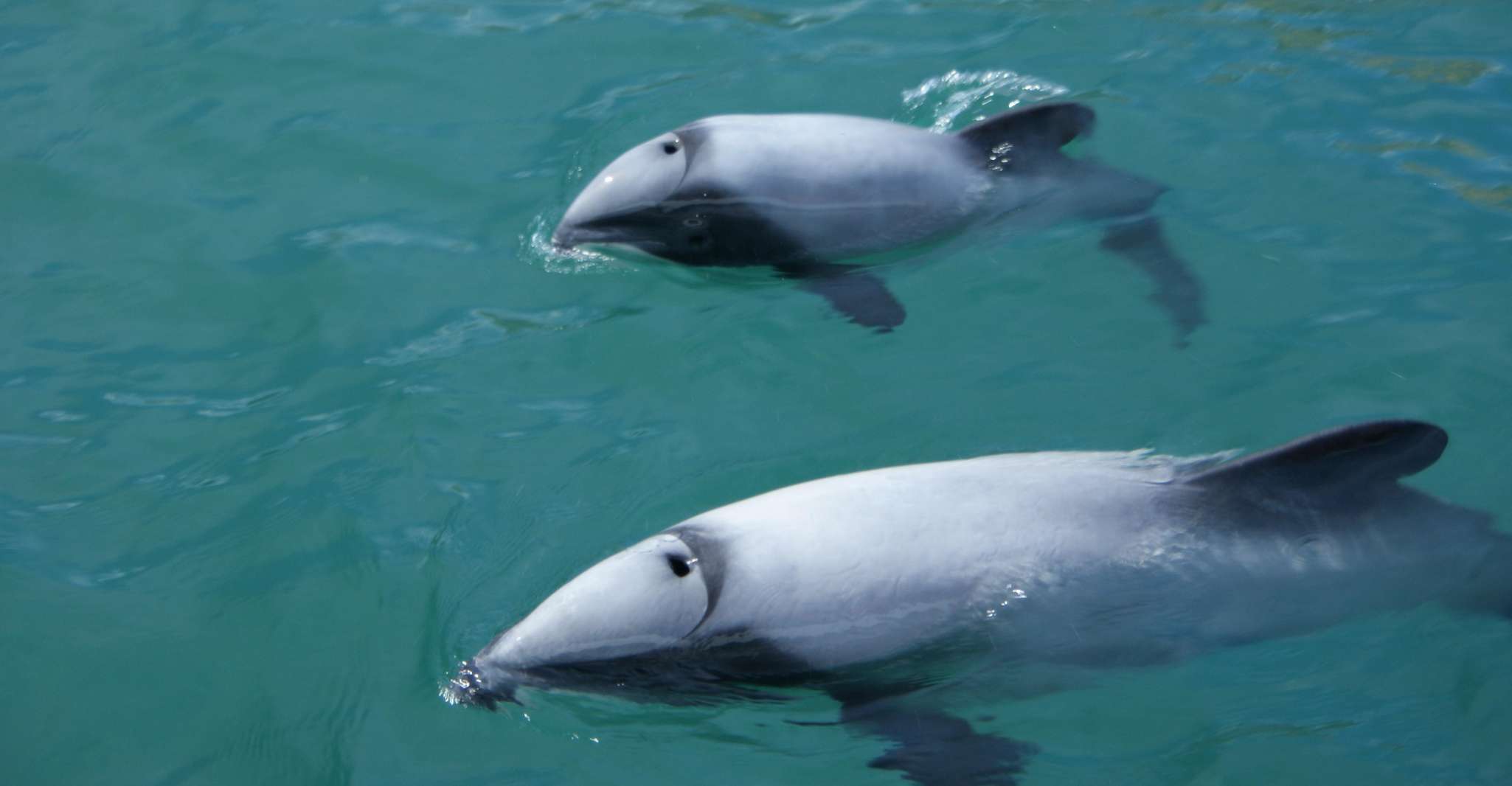 Akaroa, Wildlife Sailing Cruise with Dolphins and Penguins - Housity