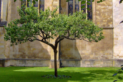 Cambridge: Rundgang durch die Universität