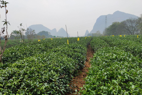 Guilin : Visite privée de la grotte de la flûte de roseau et de la plantation de théDépart de l&#039;hôtel de Yangshuo