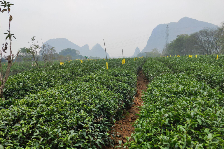 Guilin : Visite privée de la grotte de la flûte de roseau et de la plantation de théDépart de l&#039;hôtel de Yangshuo