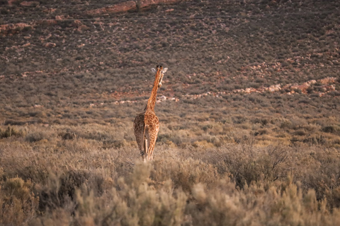 Aquila privé wildreservaat: Zonsondergangsafari met entreegeldAquila Private Game Reserve: zonsondergangsafari met toegangsprijs