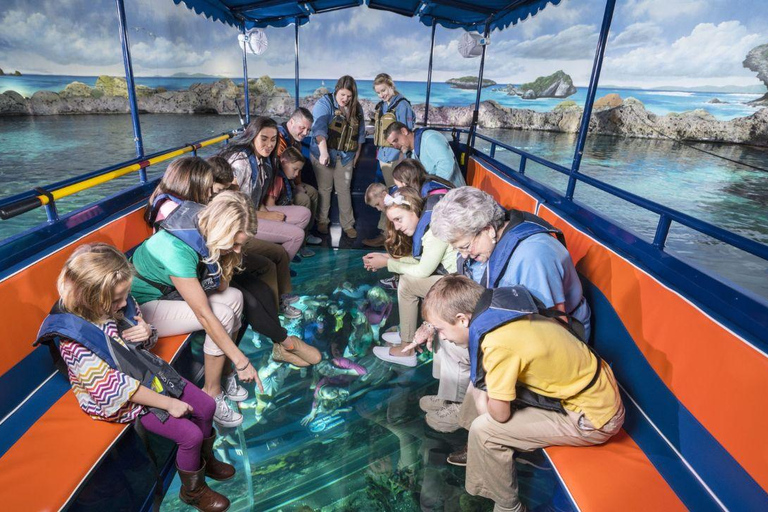 Bali: Glass Bottom Boat & Turtle Conservation Tour