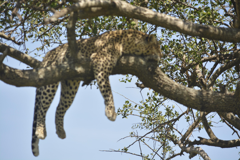 Vanuit Arusha/Karatu: Dagtrip Ngorongoro Krater met Lunch