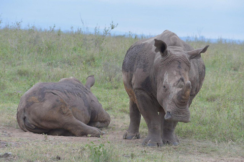 Nairobi: Nairobi National Park and Giraffe Center day tour