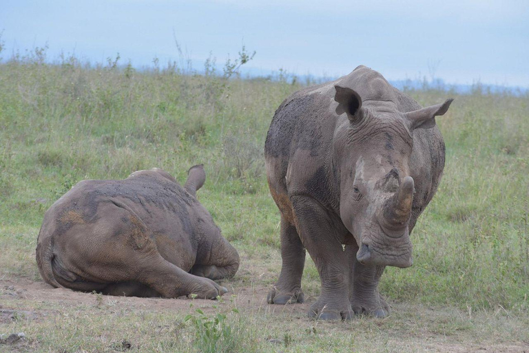 Nairobi: Nairobi National Park and Giraffe Center day tour