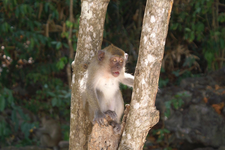 Ko Lanta: Dagsutflykt med snorkling till Phi Phi och Bamboo Islands