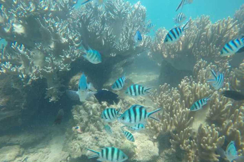 Cham Islands - Explore Islands Snorkelling Or Diving 2 Times Diving 1 Time By Speedboat