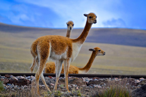 Colca Canyon dagtrip: Van Arequipa naar Puno