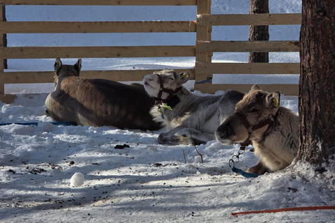 Rovaniemi: Self-drive Husky ride with a Reindeer Farm visit Rovaniemi: Self-drive Husky sleigh ride to a Reindeer Farm