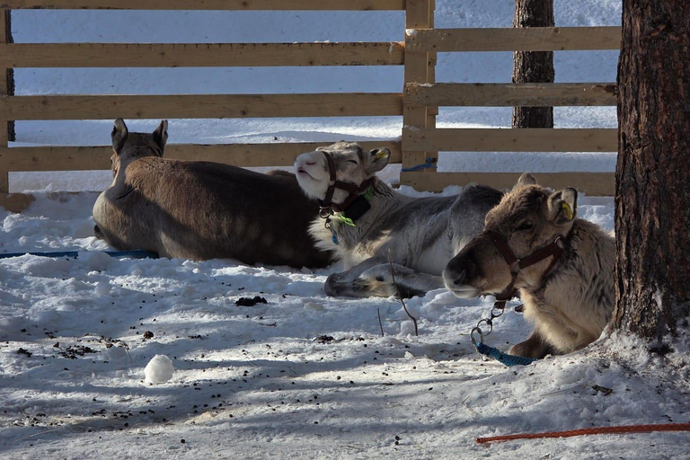 Rovaniemi: Self-drive Husky ride with a Reindeer Farm visit Rovaniemi: Self-drive Husky sleigh ride to a Reindeer Farm