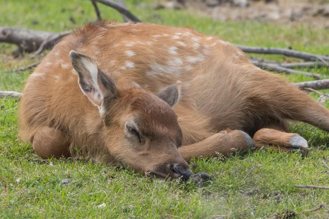 Anchorage: Alaska Wildlife Tour with Hotel Pickup