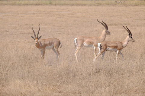 Nairobi: 4 Days epic trip to Amboseli, Tsavo West & East