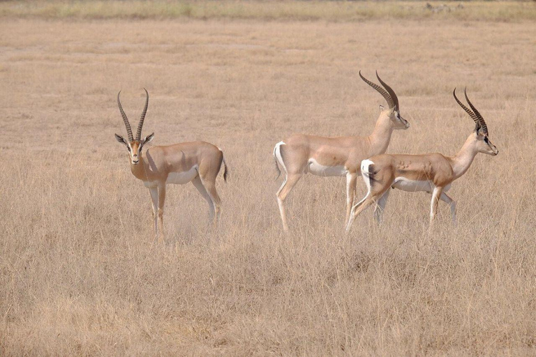 Nairobi: 4 Days epic trip to Amboseli, Tsavo West & East