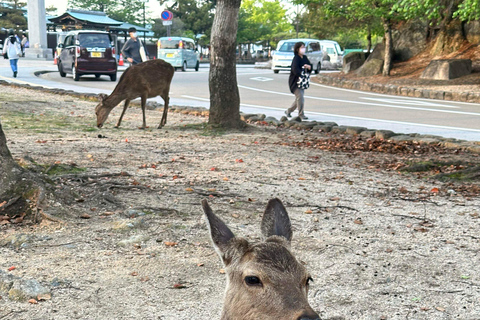 Visite privée de Hiroshima et de l&#039;île de Miyajima : histoire et natureVisite privée d&#039;Hiroshima et de l&#039;île de Miyajima : histoire et nature