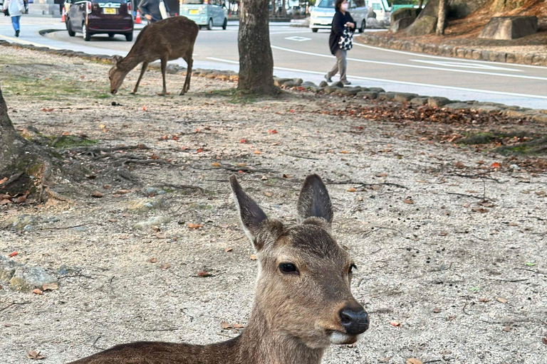 Visite privée de Hiroshima et de l&#039;île de Miyajima : histoire et natureVisite privée d&#039;Hiroshima et de l&#039;île de Miyajima : histoire et nature