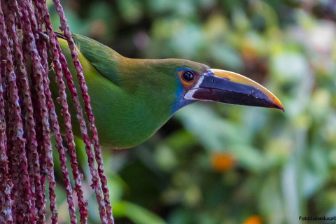 Cali: Birdwatching Tour with Breakfast and Guide