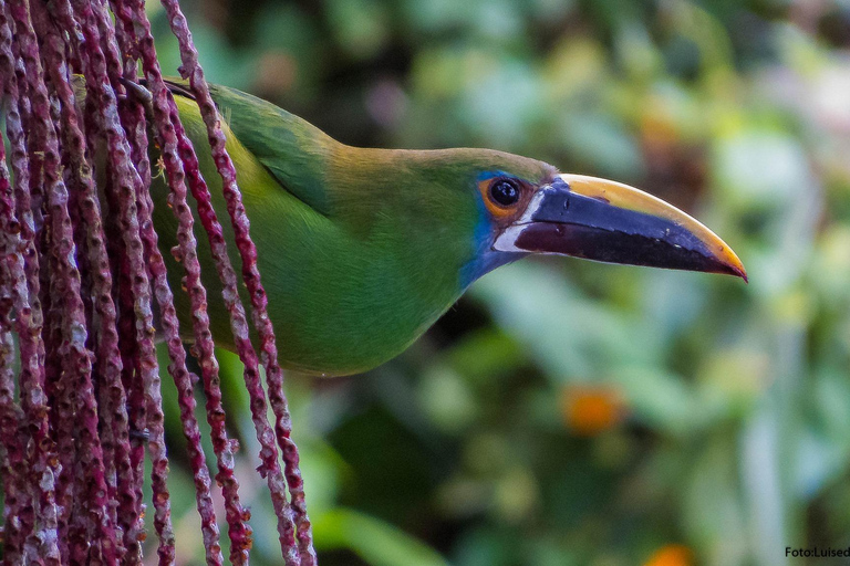 Cali: Birdwatching Tour with Breakfast and Guide