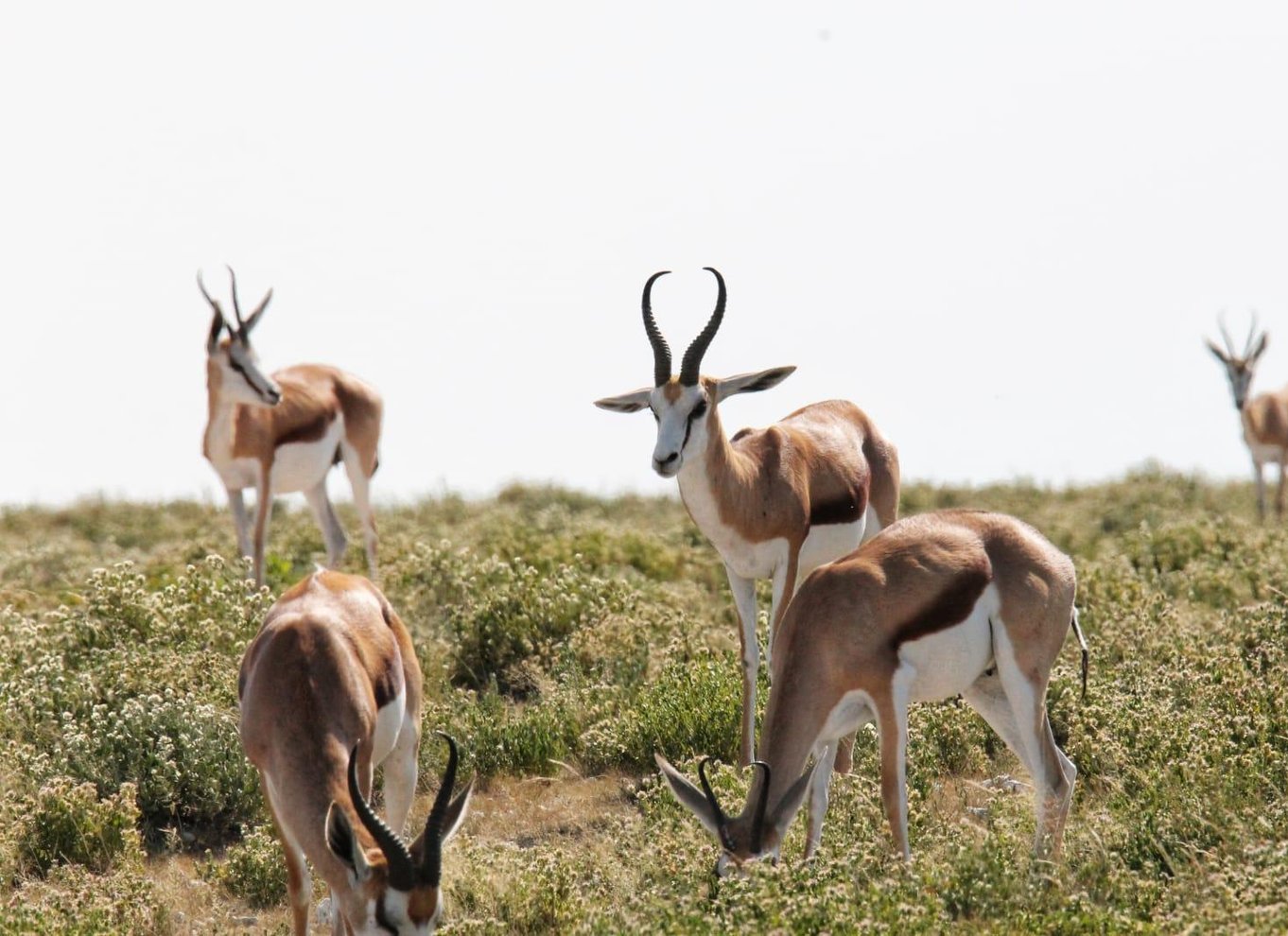 Etosha Nationalpark: Heldags eller halvdags game drive