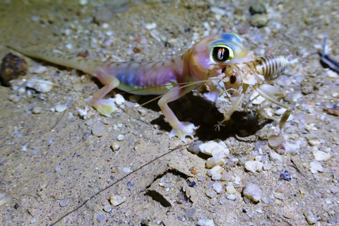 Namib Desert Night Walk