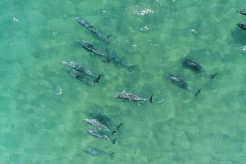 Koombana Bay: Dolphin Eco Cruise