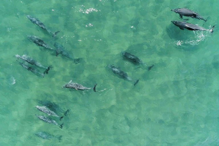 Koombana Bay: Dolphin Eco Cruise