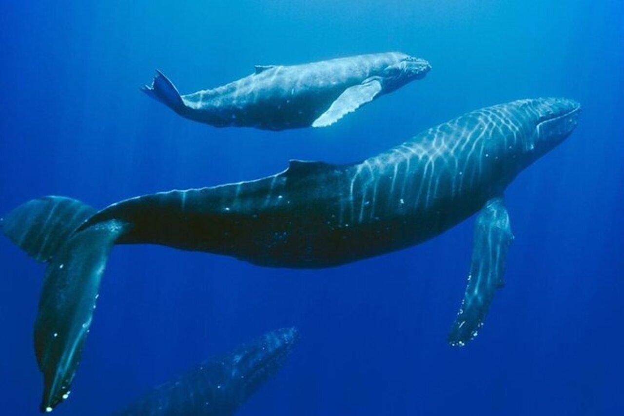 Mauritius: Private Whale-Watching-Tour mit Abholung