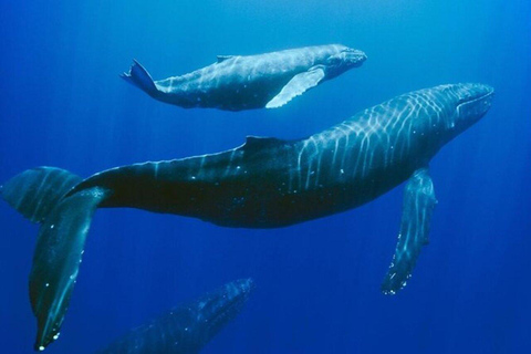 Mauritius: Private Whale Watching Tour with Pickup