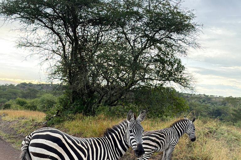 Nairobi: National Park Tour Experience