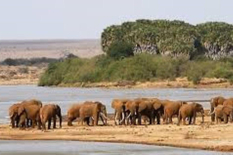 Safari privé de nuit à Severin Camp depuis Mombasa