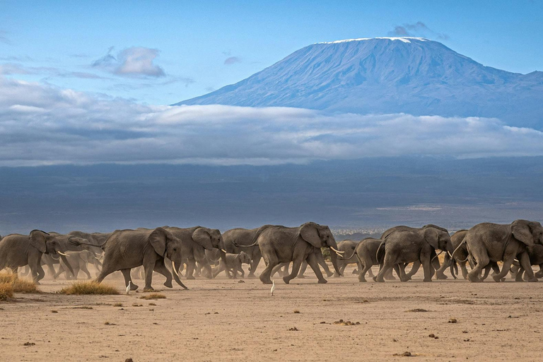 Mombasa/Nairobi: 3-Day Tsavo East & Amboseli Safari