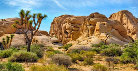Los Angeles: Private Tour zum Joshua-Tree-Nationalpark