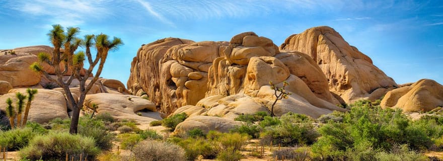 Visite privée du parc national de Joshua Tree au départ de Los Angeles