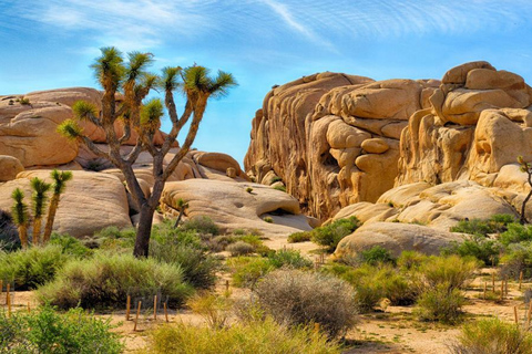 Tour naar Joshua Tree National Park vanuit Los Angeles