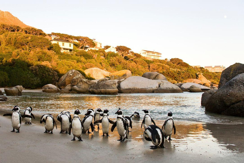 Vanuit Kaapstad:Dagvullende tour naar Kaap de Goede Hoop&amp;Kaap Punt