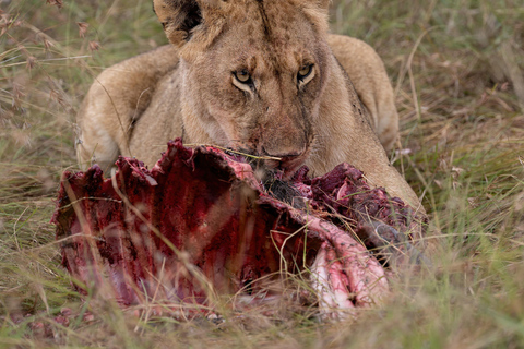 Nairobi: Safari de 3 dias em Maasai Mara com alojamento.AW