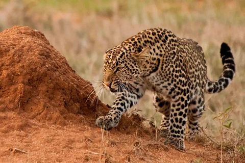 4 days Tsavo East, Amboseli and saltlick lodge safari