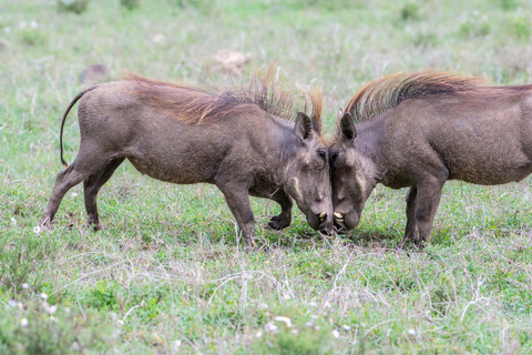 4-Days Group Safari Tour Tarangire, Serengeti & Ngorongoro 4-Days Group Safari Tarangire, Serengeti & Ngorongoro