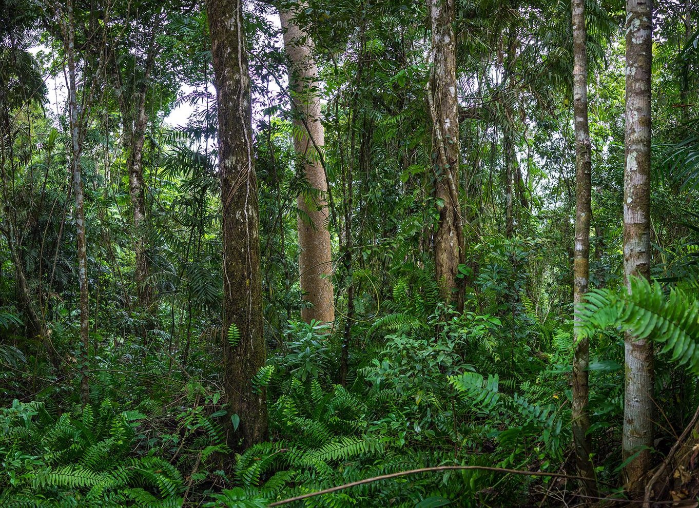 Fra Cairns: Selvguidet Kuranda-tur med tog og Skyrail